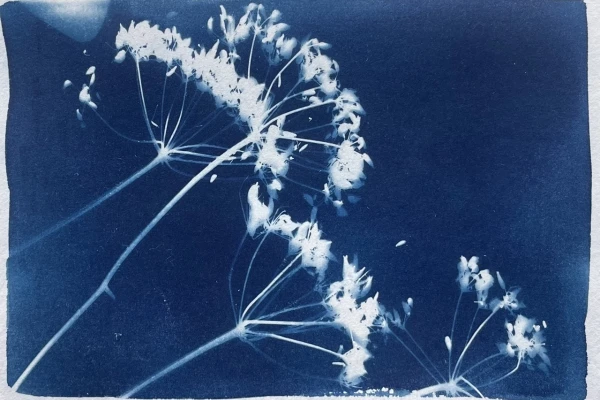 Die Blaue Stunde Juni / Cyanotypie